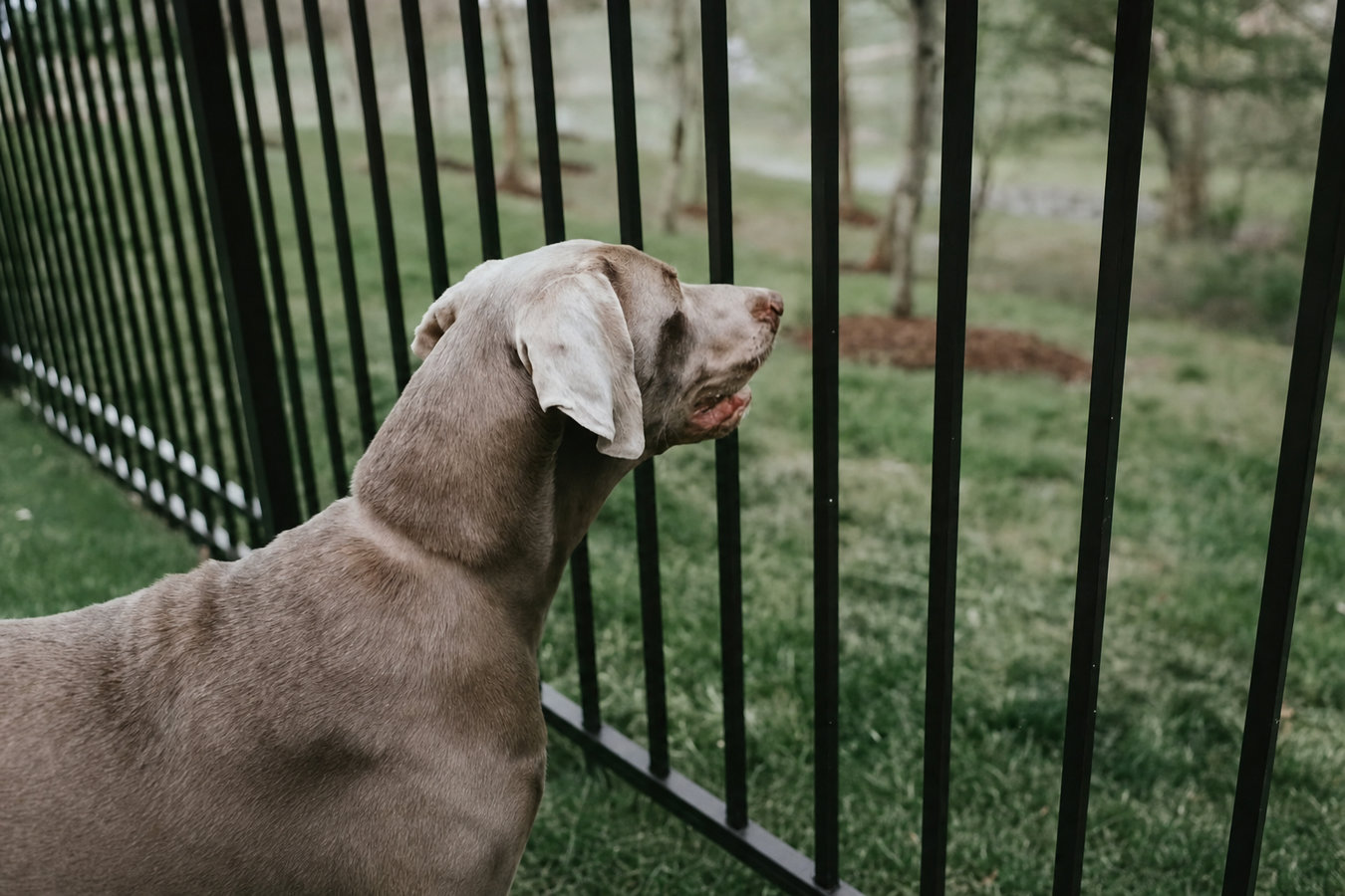 Pet and dog fencing